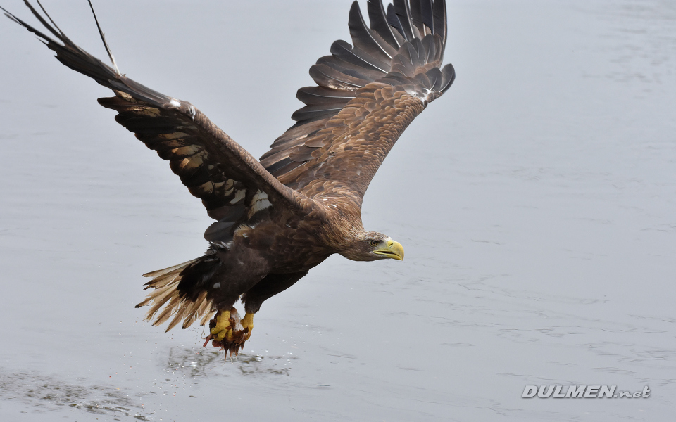 White-tailed eagle (Haliaeetus albicilla)